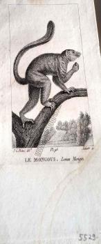 Le Mongous Lemur Mongoz