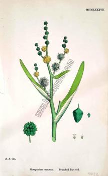 Sparganium ramosum. Branched Bur - reed. Bitkiler 744