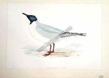 Kuşlar Buonaparte's Gull
