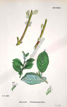 Salix aurita. Wrinkled - leaved Sallow. Bitkiler 1487