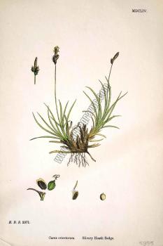 Carex ericetorum. Silvery Heath Sedge. Bitkiler 2971