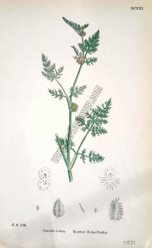 Caucalis nodosa. Knotted Hedge - Parsley
