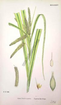 Carex Pseudo - cyperus. Bitkiler 242