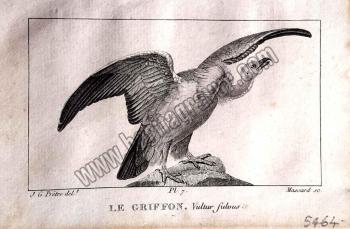 Le Griffon Vultur Fubous