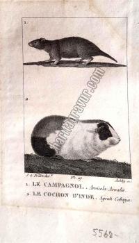 1. Le Campagnol. Arvicola Arvalis. 2. Le Cochon d'Inde. Agouti Cobaya