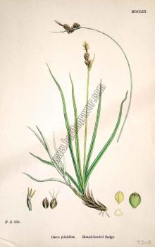 Carex pilulifera. Round - headed Sedge. Bitkiler 885