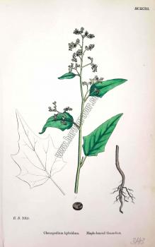 Chenopodium hybridum. Maple - leaved Goosefoot. Bitkiler 1919