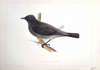 Kuşlar Gold-Vented Thrush
