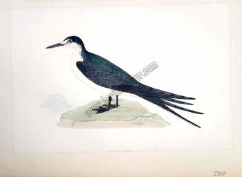 Kuşlar Sooty Tern