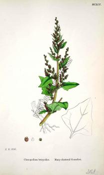 Chenopodium botryoides. Many - clustered Goosefoot. Bitkiler 2247