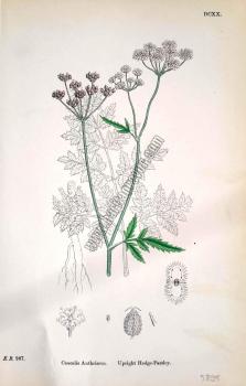 Caucalis Anthriscus. Upright Hedge - Parsley. Bitkiler 987