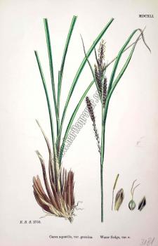 Carex aquatilis, var. genuina. Bitkiler 2758