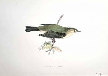 Kuşlar Willow Warbler