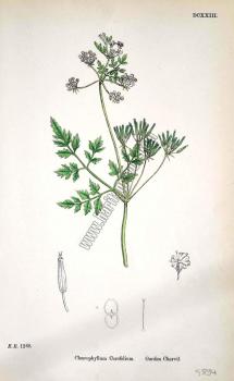 Chaerophyllum Cerefolium. Garden Chervil. Bitkiler 1268