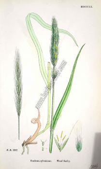 Hordeum sylvaticum. Wood Barley. Bitkiler 1317