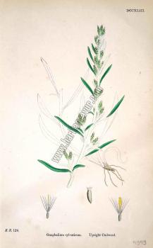 Gnaphalium sylvaticum. Upright Cudweed. Bitkiler 124