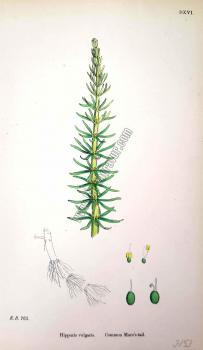 Hippuris vulgaris. Common Mare's - tail. Bitkiler 763