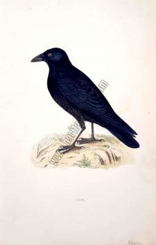 Kuşlar Crow