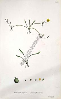 Ranunculus reptans. Creeping Spearwort. Bitkiler XXX