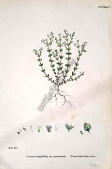 Arenaria serpyllifolia, var. sphaerocarpa. Bitkiler 923