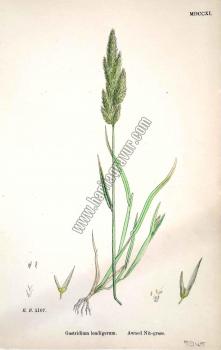 Gastridium lendigerum. Awned Nit - grass. Bitkiler 1107