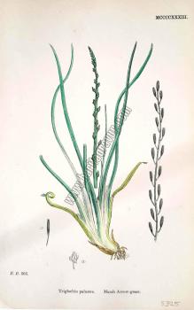 Triglochin palustre. Marsh Arrow - grass. Bitkiler 366