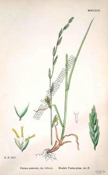 Festuca pratensis, var. loliacea. Bitkiler 1821