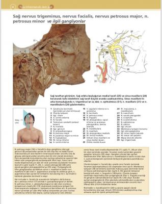 McMinn & Abrahams İnsan Anatomisi Klinik Atlası Can PELİN