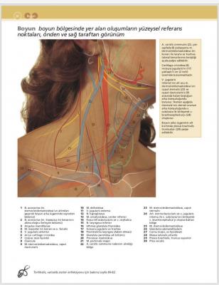 McMinn & Abrahams İnsan Anatomisi Klinik Atlası Can PELİN
