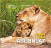 Afrika' da Safari: Aslanlar