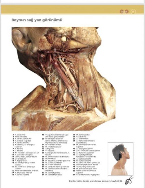 McMinn & Abrahams İnsan Anatomisi Klinik Atlası - kitap Can PELİN
