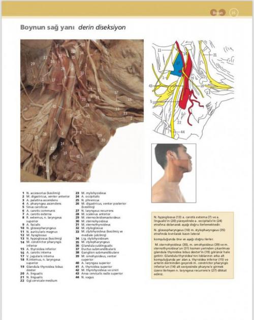 McMinn & Abrahams İnsan Anatomisi Klinik Atlası - kitap Can PELİN