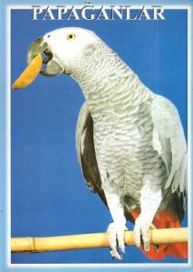 Papağanlar Papağanlar