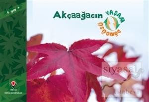 Akçaağacın Yaşam Döngüsü