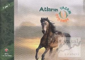 Atların Yaşam Döngüsü