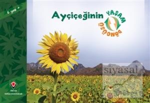 Ayçiçeğinin Yaşam Döngüsü