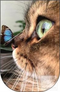 Kedi ve Kelebek - 10'lu Ayraç