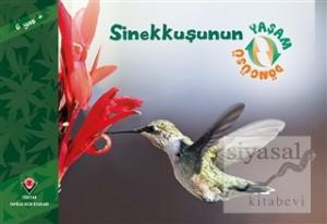Sinekkuşunun Yaşam Döngüsü