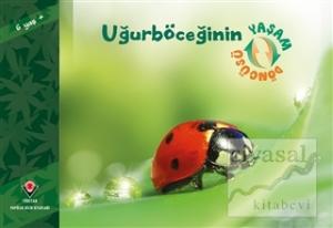 Uğurböceğinin Yaşam Döngüsü