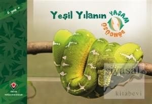 Yeşil Yılanın Yaşam Döngüsü