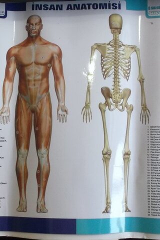 İnsan Anatomisi / Meteryal