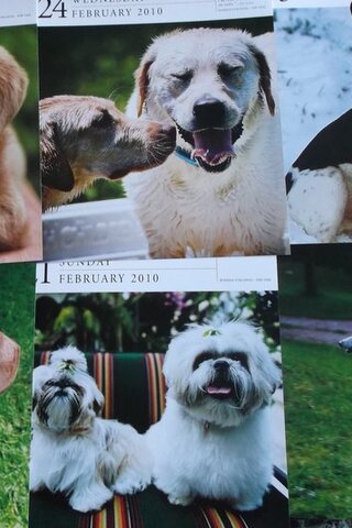 Köpek Resimleri