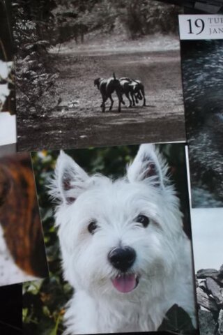 Köpek Resimleri