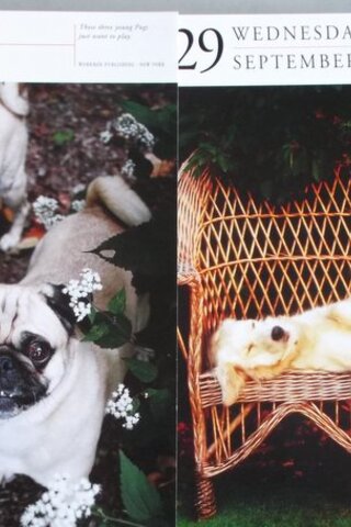 Köpek Resimleri