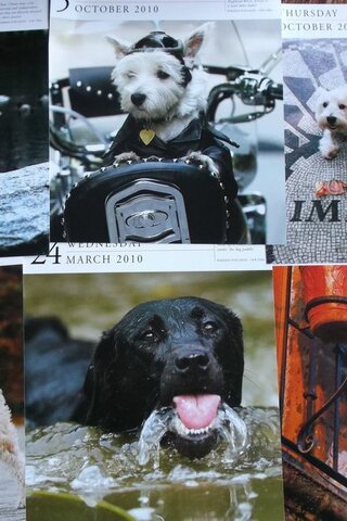 Köpek Resimleri
