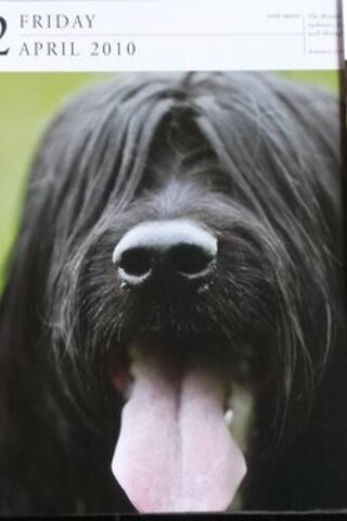 Köpek Resimleri