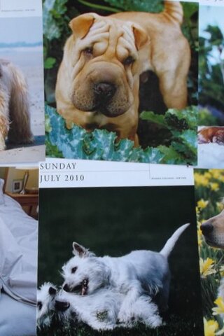 Köpek Resimleri