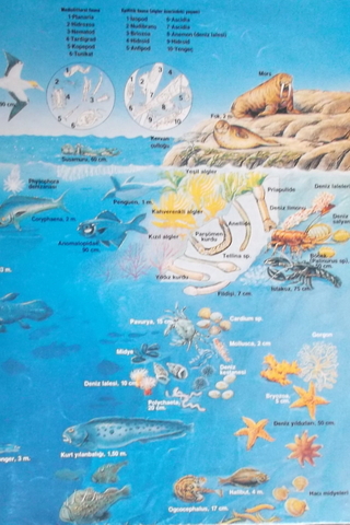 Okyanus Canlıları Posteri