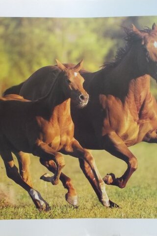 Poster / At Manzaralı