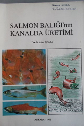 Salmon Balığı'nın Kanalda Üretimi Altan Acara